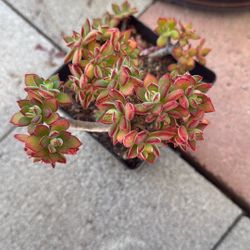 Succulent Plants 6” Pot