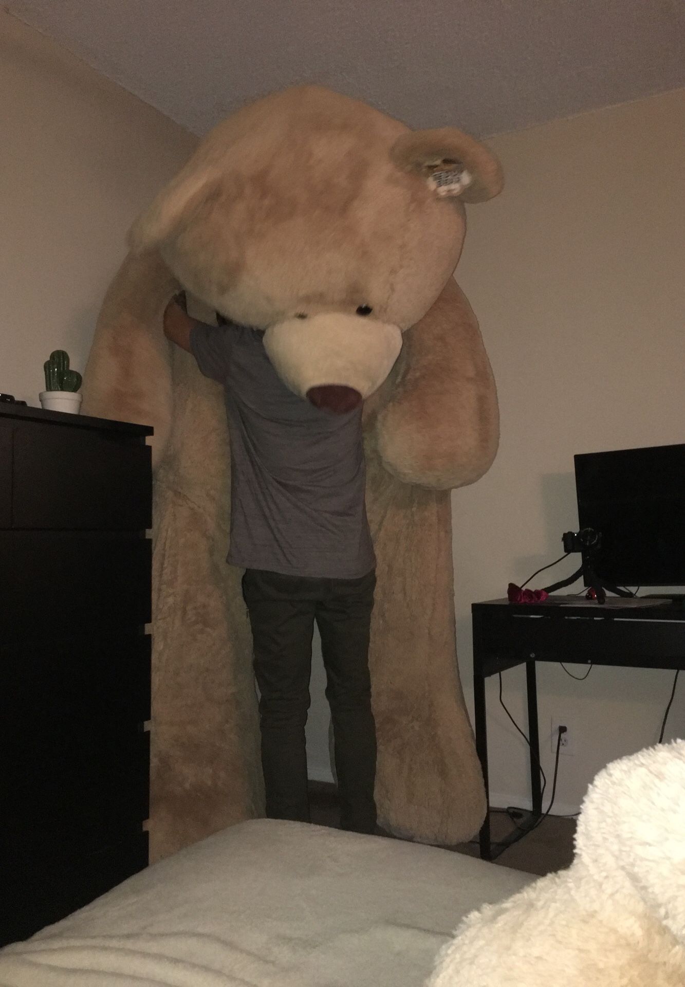 93 inch bear (8 ft bear) COSTCO BEAR