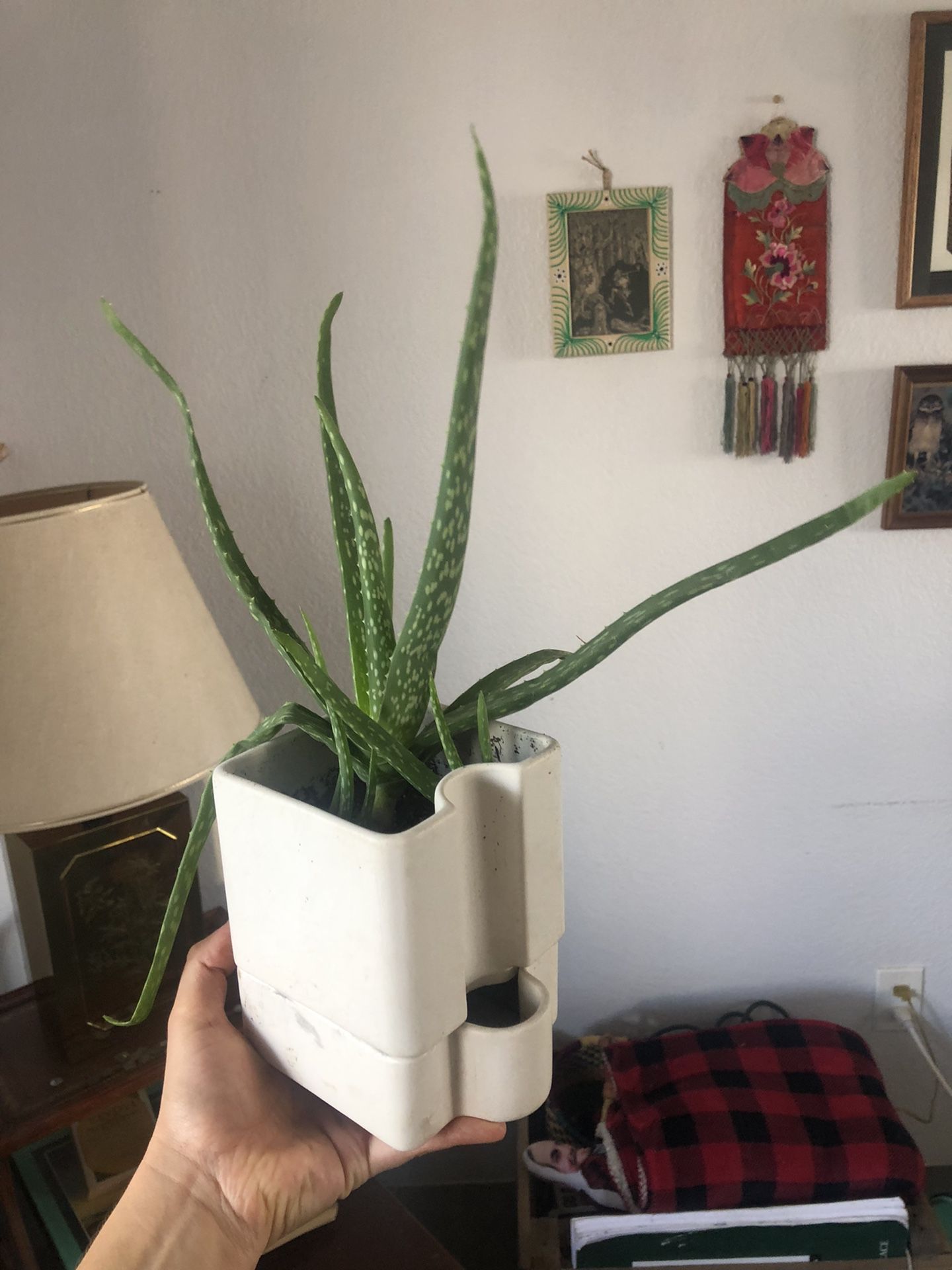 Aloe Plant In Self-Watering Pot 