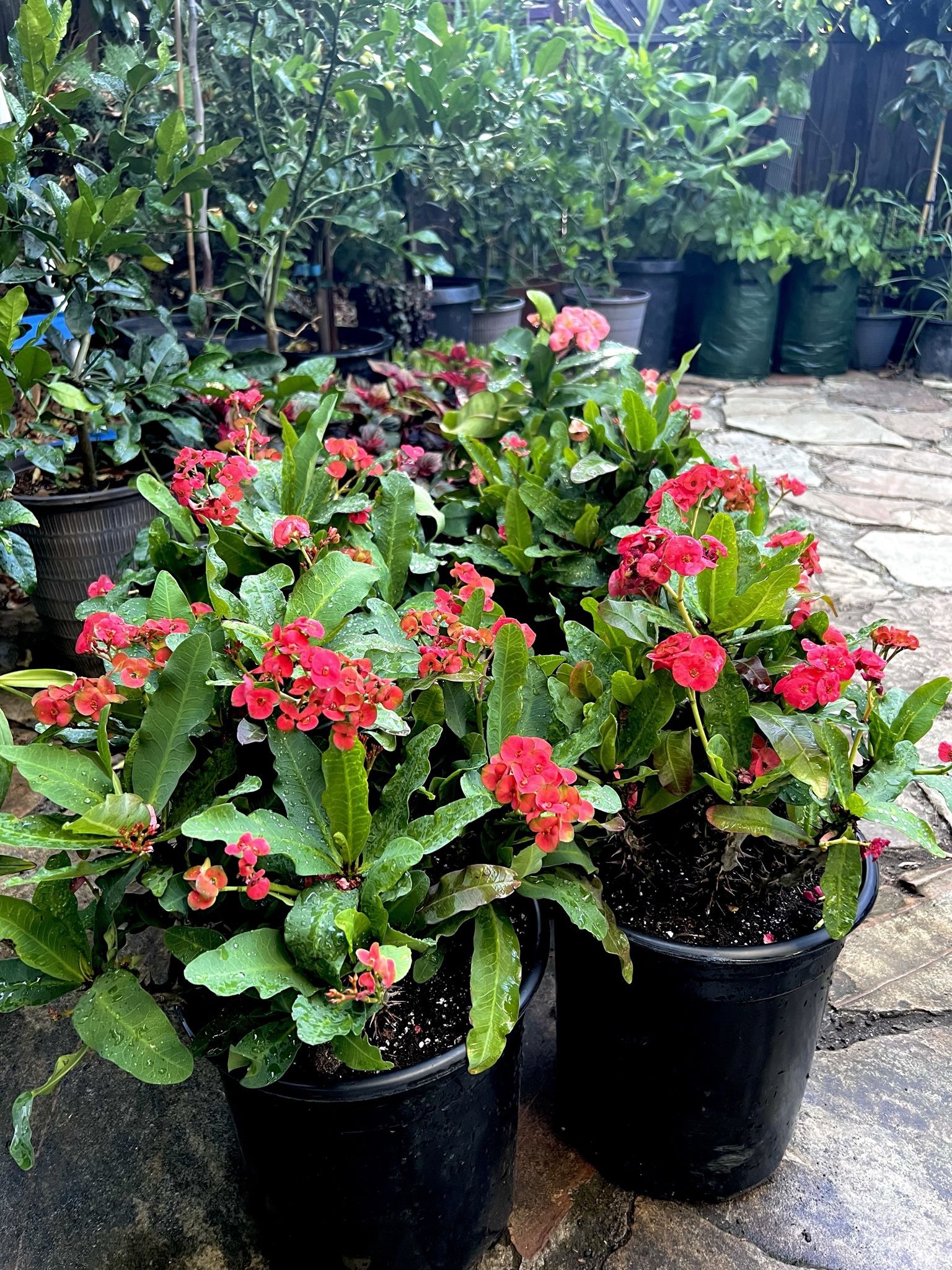 Crown Of Thorn Plant