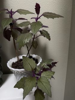 Plant Live $35