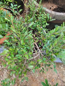 Come rummage thru alot of garden stuff!
