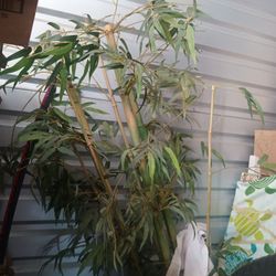 Fake Tree