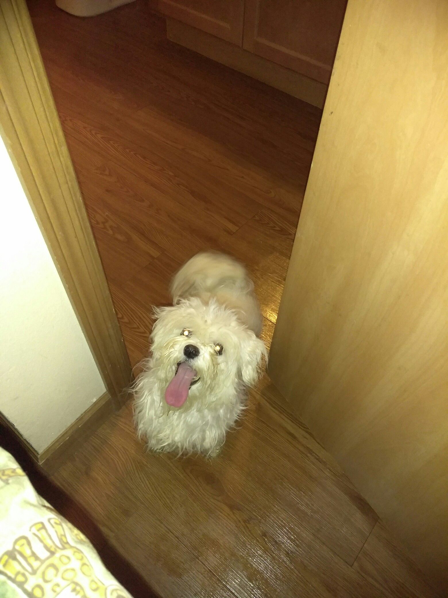 GIRL SHIH TZU PUPPY NAME COOKIE