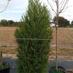 Trees Delivered And Planted