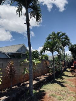 MATURE Palm Trees X4