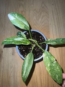 Philodendron ring of fire