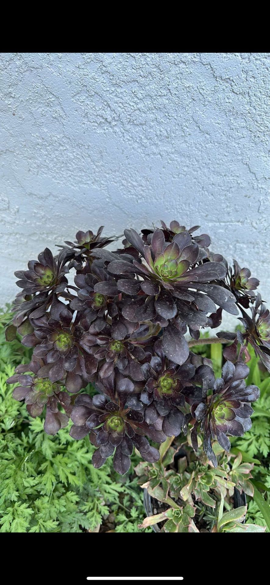 Black Aeonium Plant In A Gallon Pot