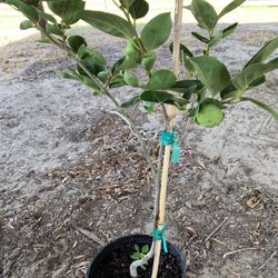 Fuyu Persimmon Tree With Fruit (3 Ft Tall)