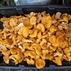 Mushrooms 🍄  Fresh Wild