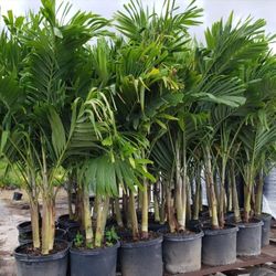 Beautiful Christmas Palms About 6 Feet Tall!! Fertilized 