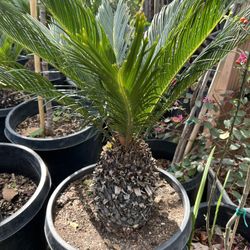 Sago Palm Or Cycad 