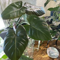 Philodendron Summer Glory