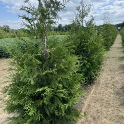 Privacy Trees For Sale! Free Delivery 