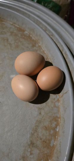 Chicken eggs