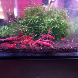 Red Cherry and Blue Dreams