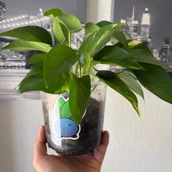Golden Pothos