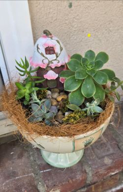 Mother's Day plants arrangement 🪴