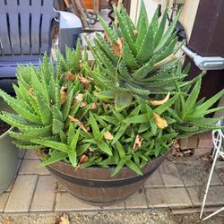 Large Aloe plant