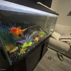 55 Gallon Fish Tank Long