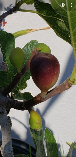 Organic Fig Tree (Higo)