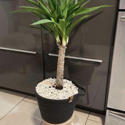 Houseplant Yucca