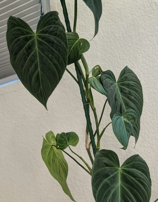Philodendron Splendid Plant