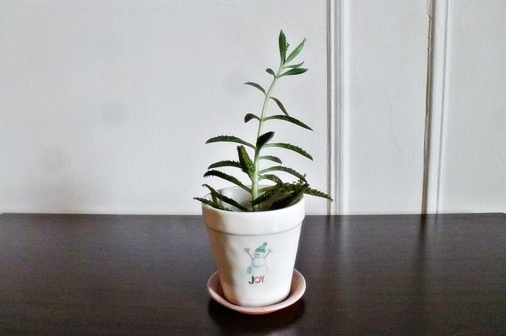 Adorable Mother of Thousands Plant in White 'Joy' Ceramic Pot