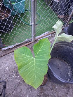 Huge elephant ear plant
