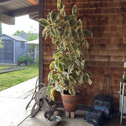 Beautiful 6 Ft Plant 