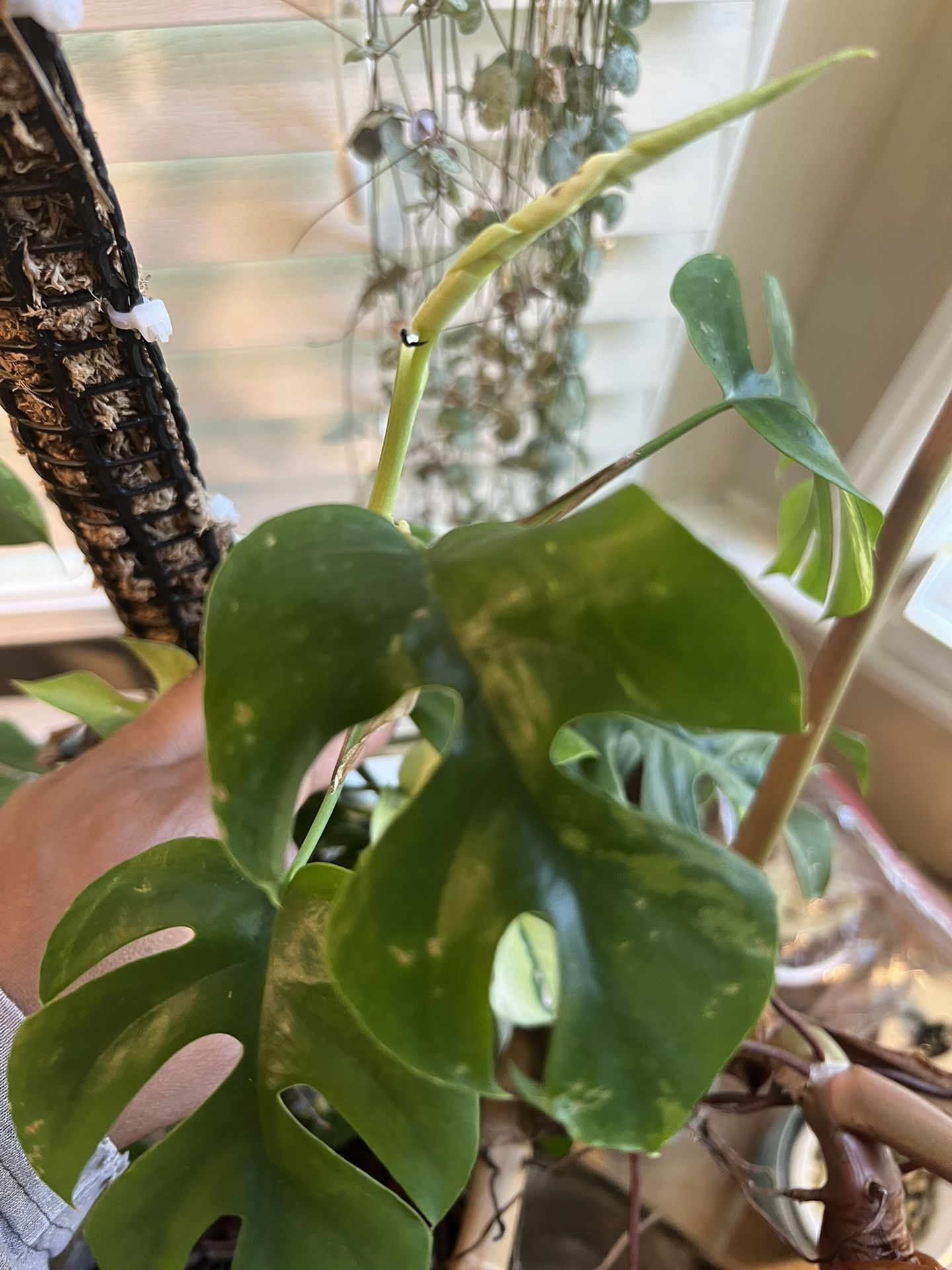 Variegated Tetrasperma Plant Cutting (pls Read Description Below)