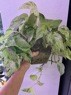 Plants