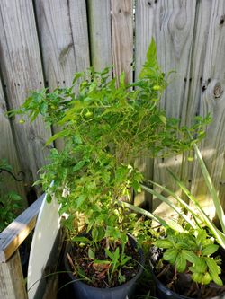 AJi Cachucha