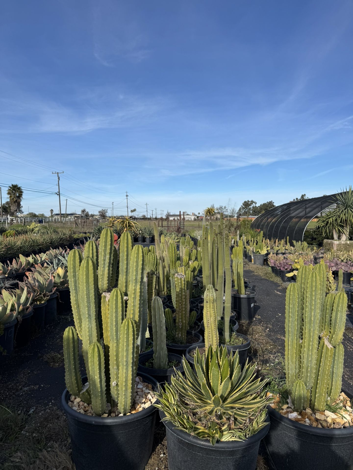 Cactus & Succulents (Read Description)