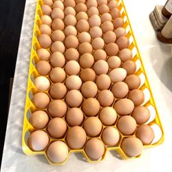 Farm Fresh Eggs / Huevos de Rancho