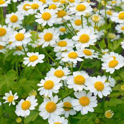 Fever Few Plant