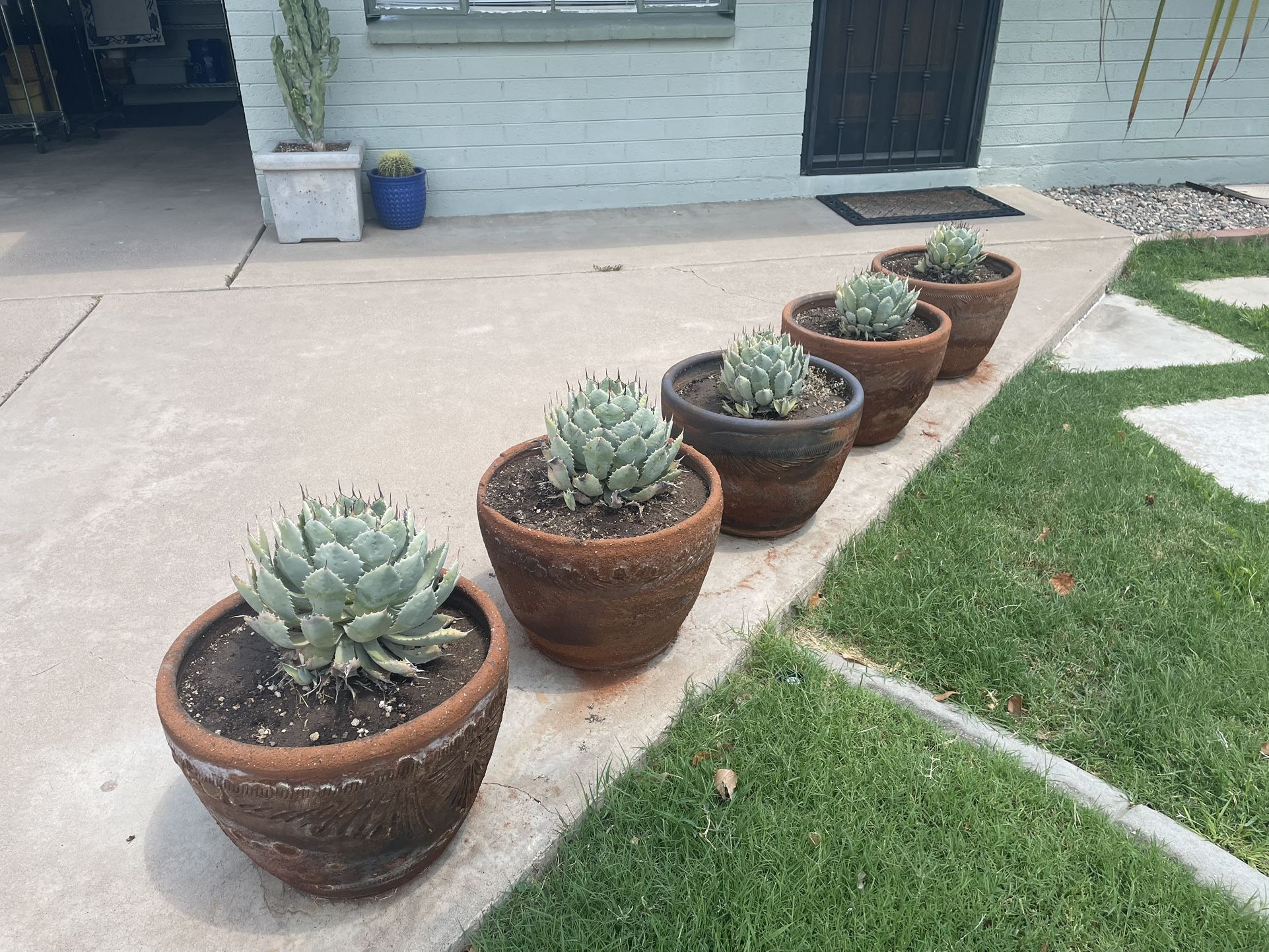 Potted Blue Agave