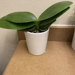 Plant With Pot, Indoor Plant With Pot
