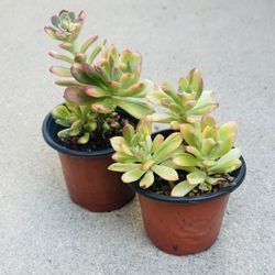 Succulents plants 🪴(2 for $5)