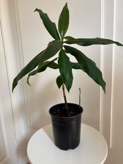 Blue Ginger Plant