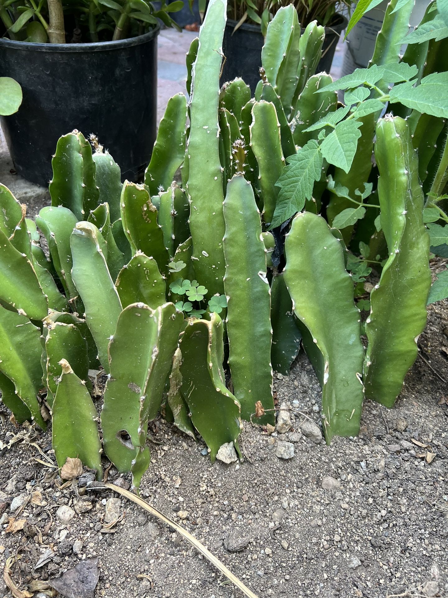 dragon fruit