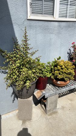Plantas
