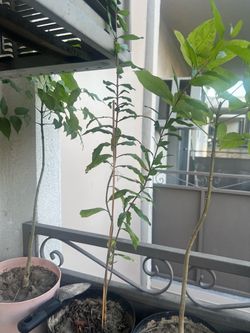 Red pomegranate tree