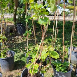 Grape Tree