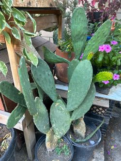 Nopal comestible