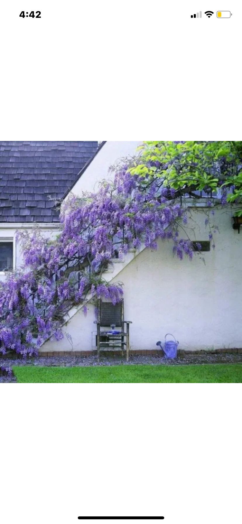 5 Wisteria Floribunda Flower Purple Ornamental Vine Climber Seeds