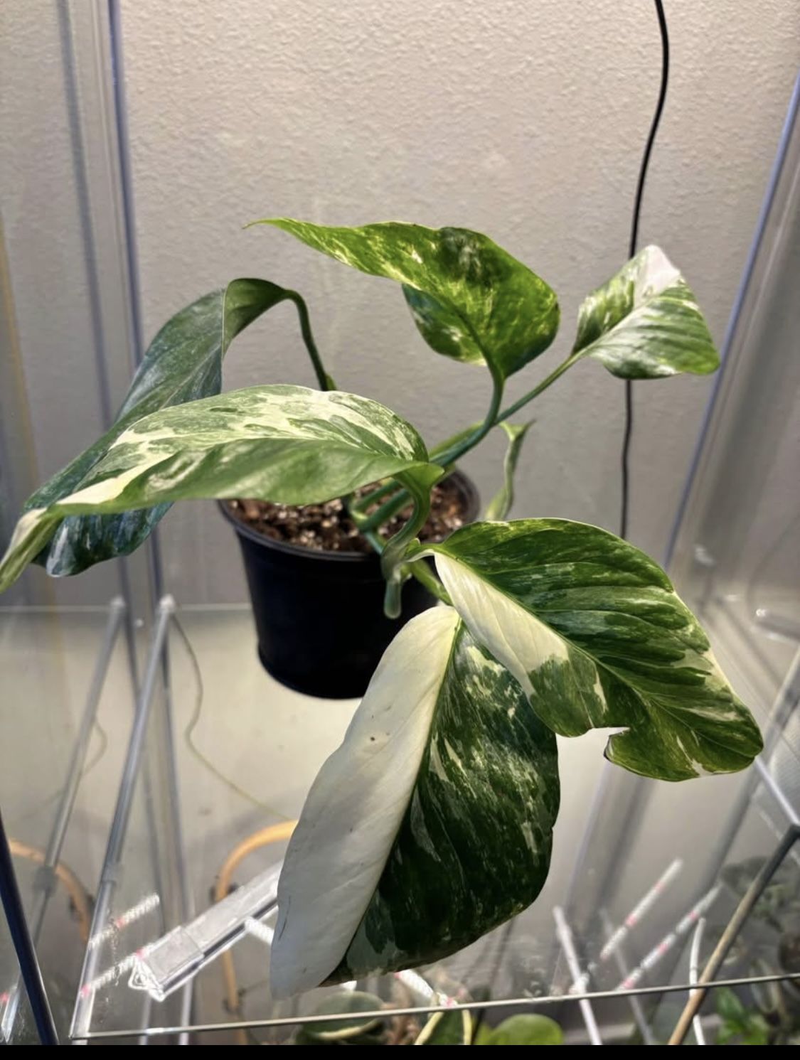 Monstera Lechleriana Plus Monstera  Thai Constellation 