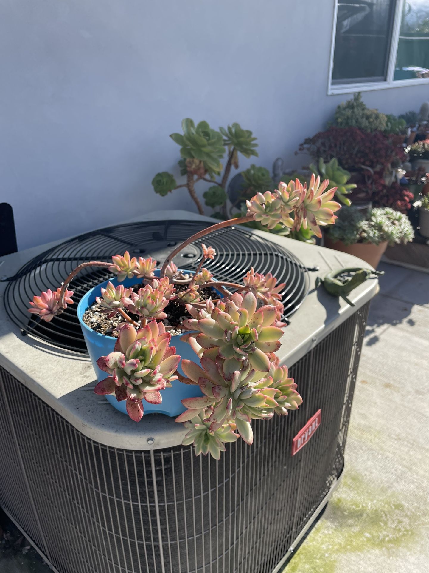 Variegated Succulent 