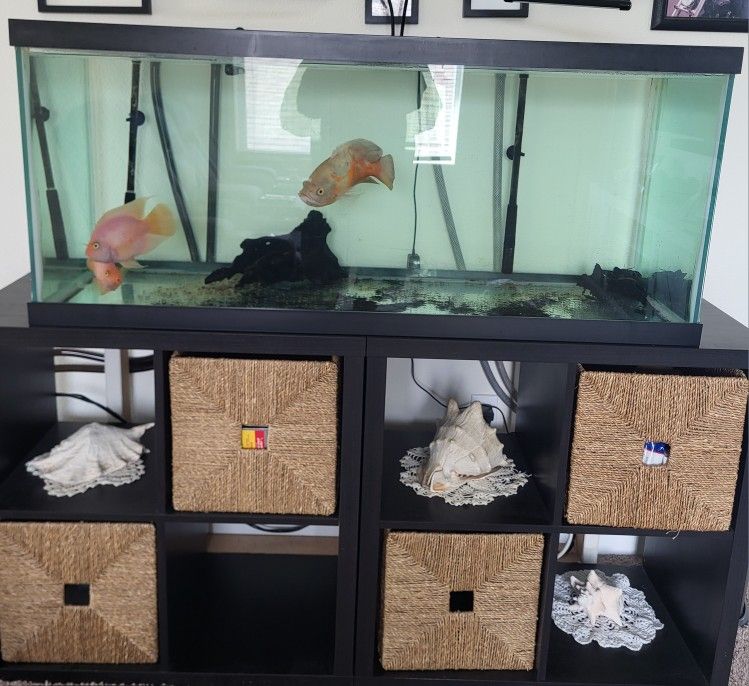 75gal Tank With Filters