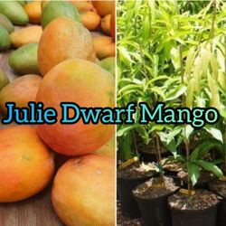 Dwarf MANGO Trees!!!!!